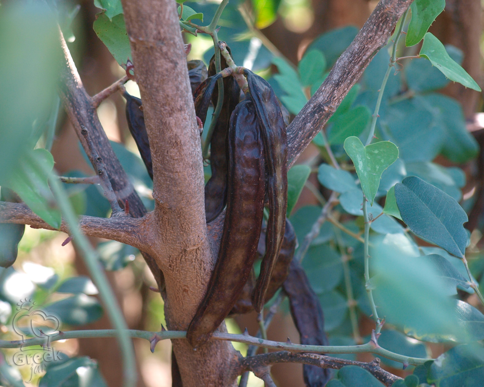 Carob, the sweet secret of nature