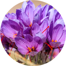 Kozani Saffron