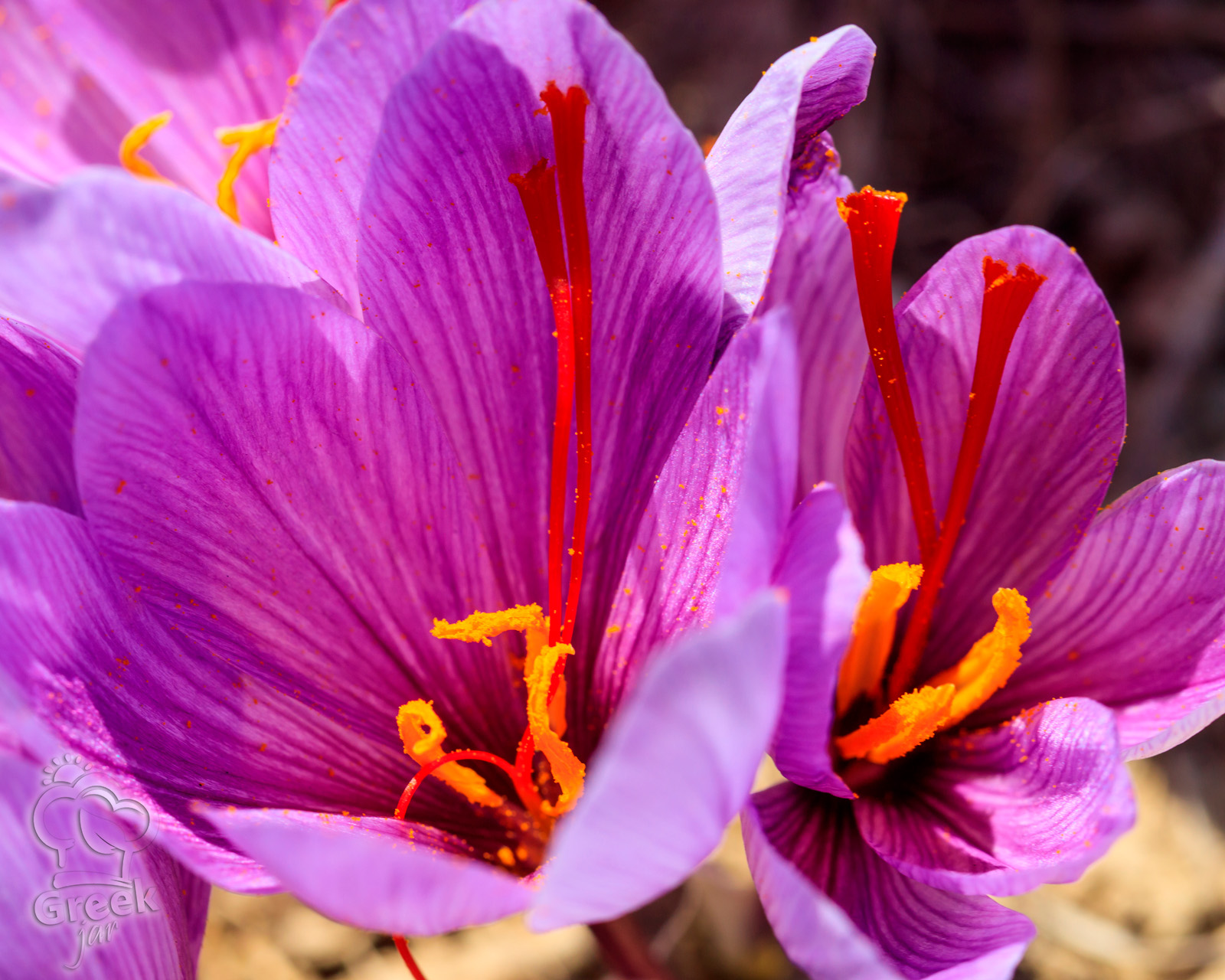 Kozani Saffron: The red gold of Greek soil