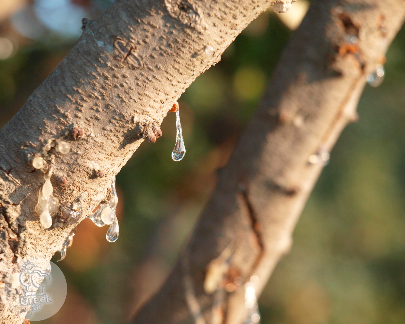 The story of weeping trees