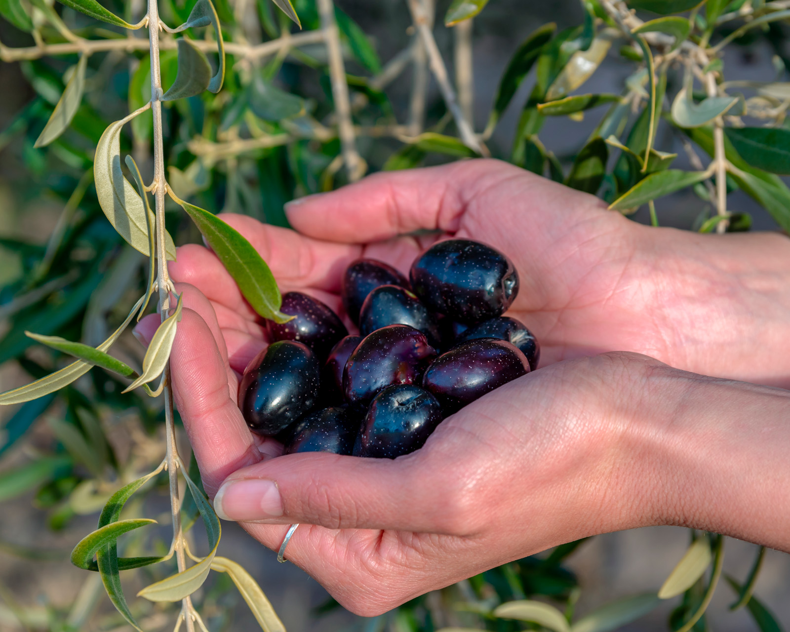 The Story of the Greek Olive